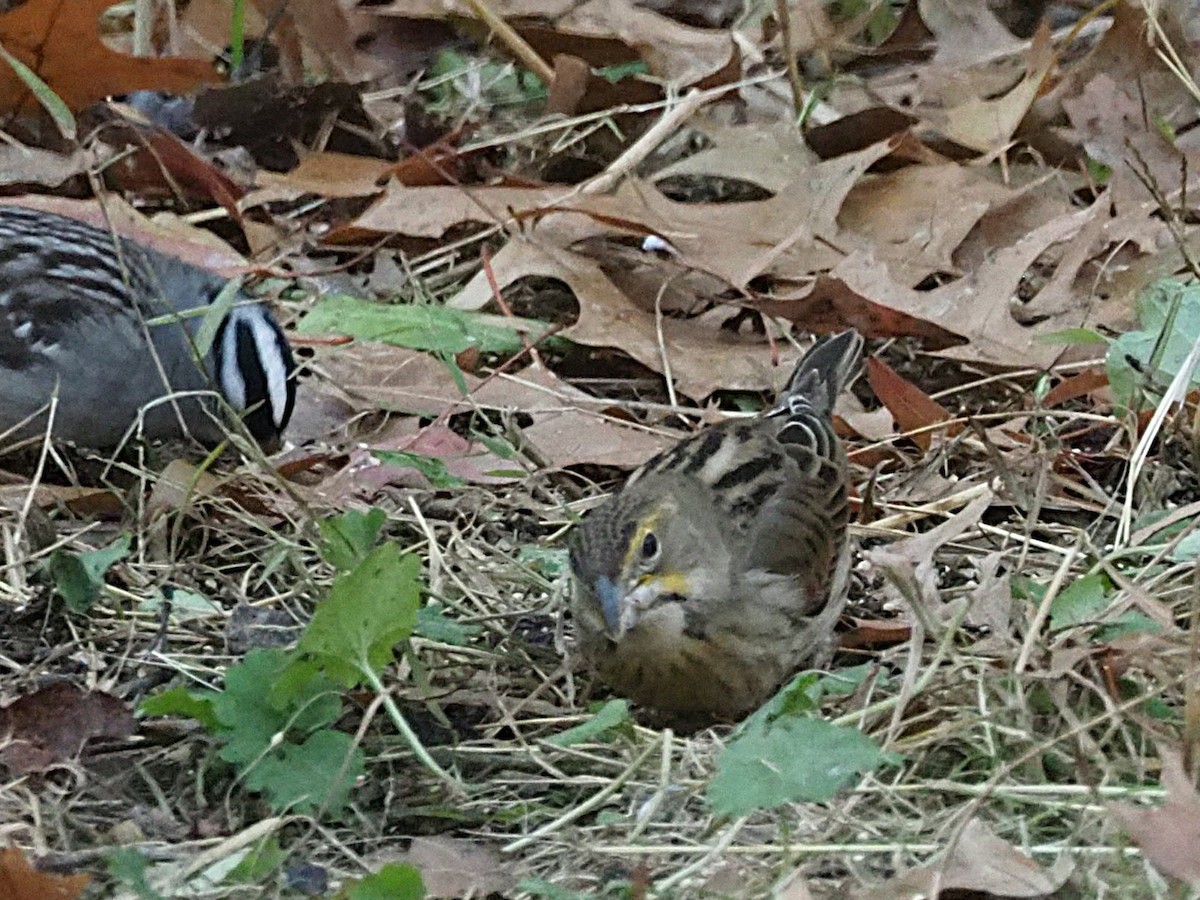 Dickcissel - ML645526186