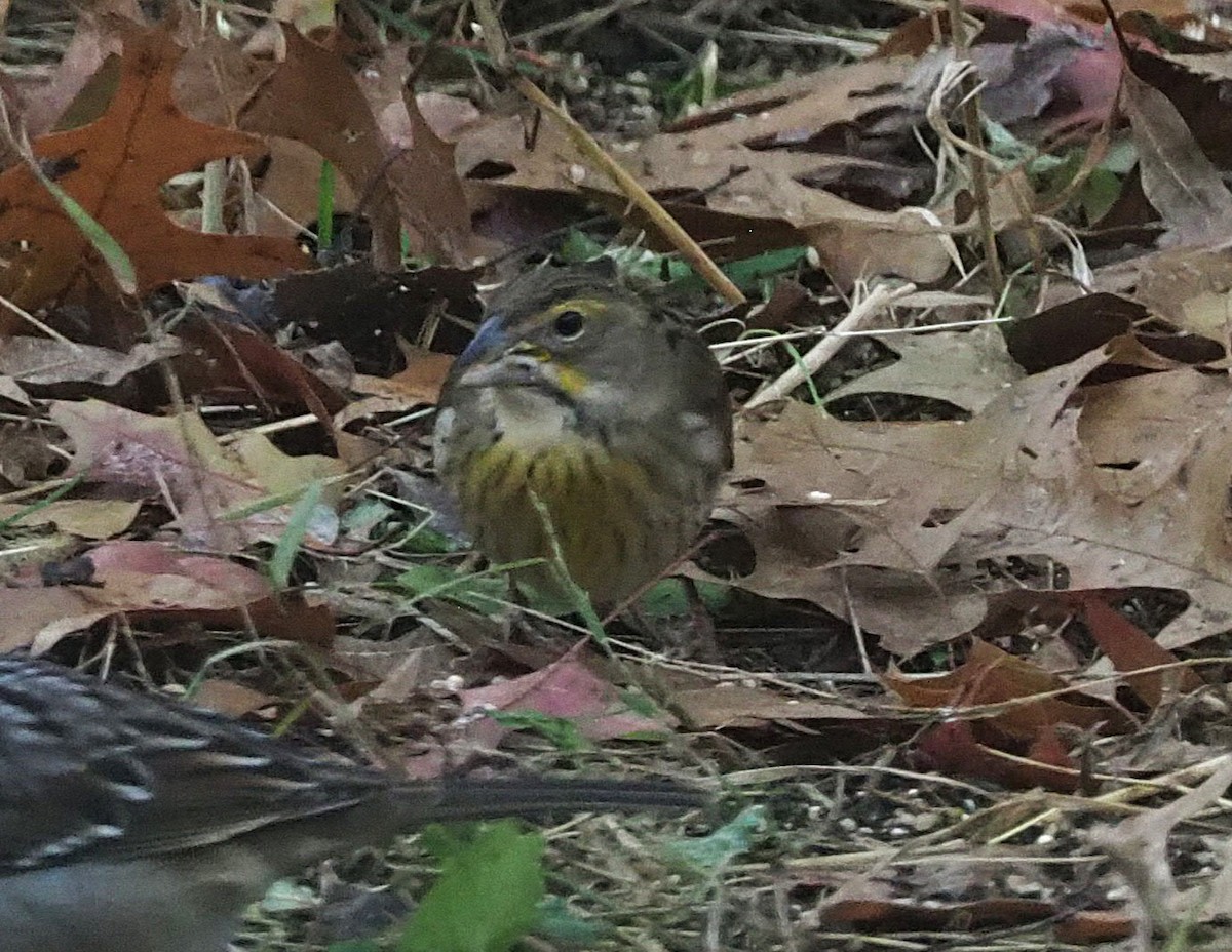 Dickcissel - ML645526190