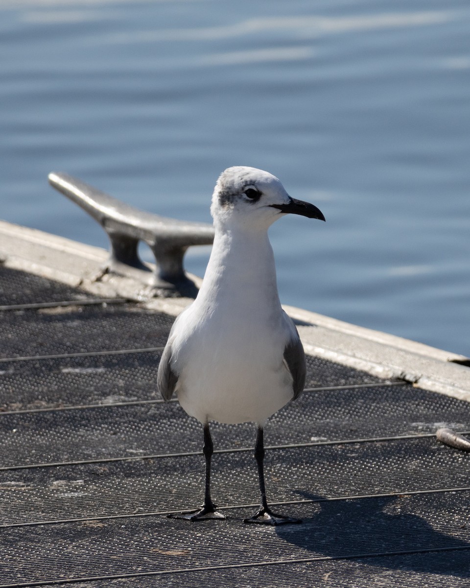 ワライカモメ - ML645526194