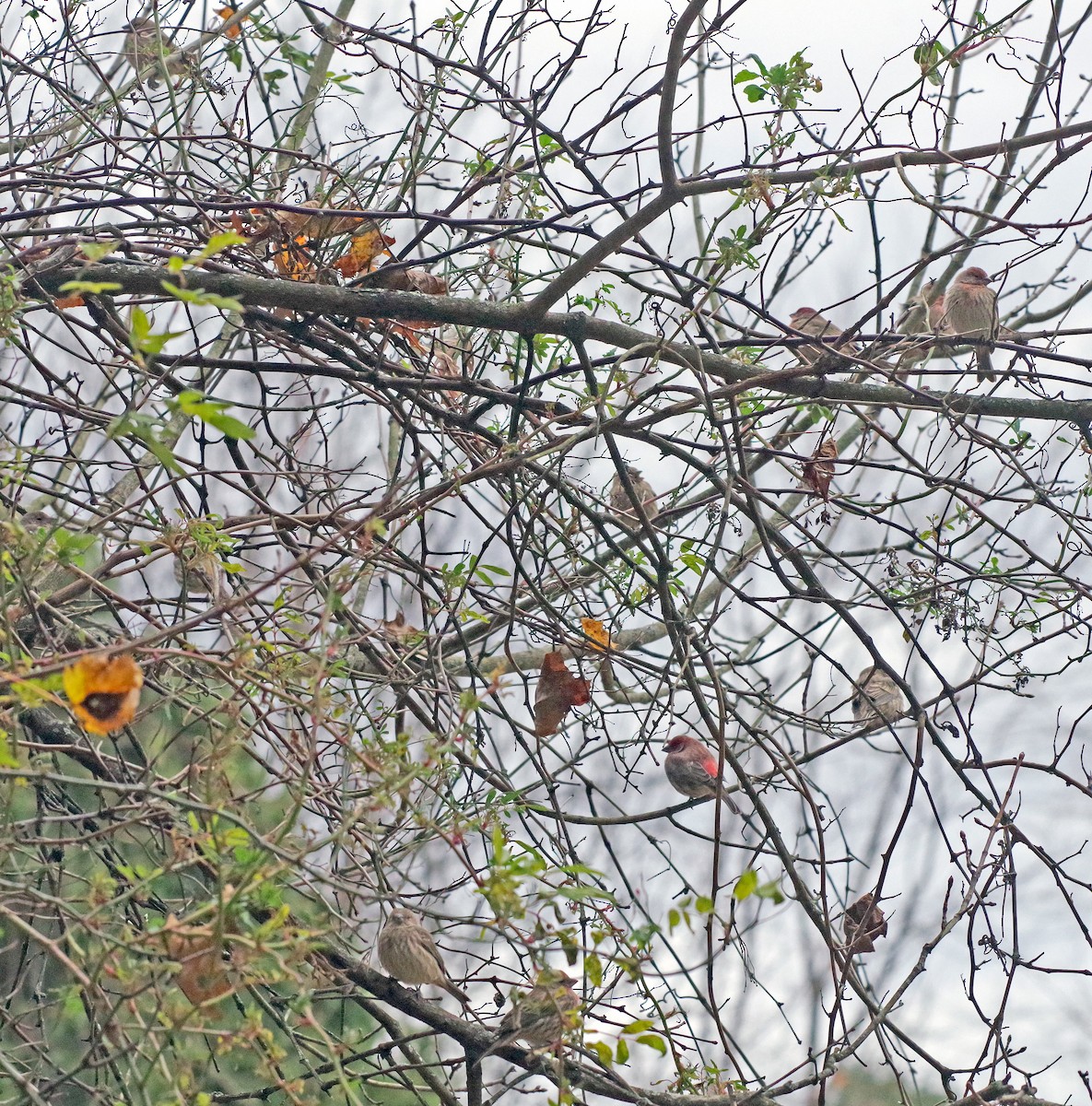 Чечевиця садова - ML645526198