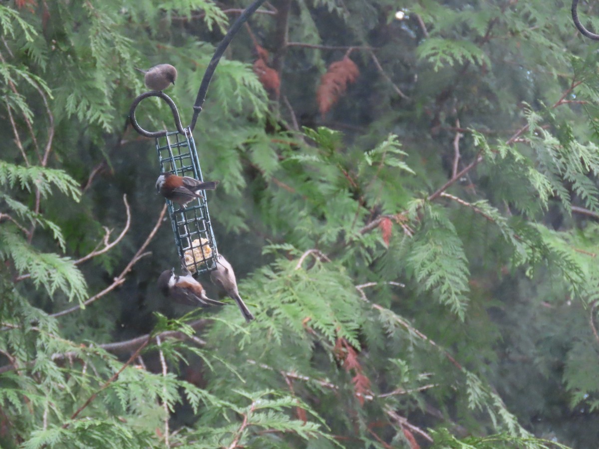 Chestnut-backed Chickadee - ML645526200