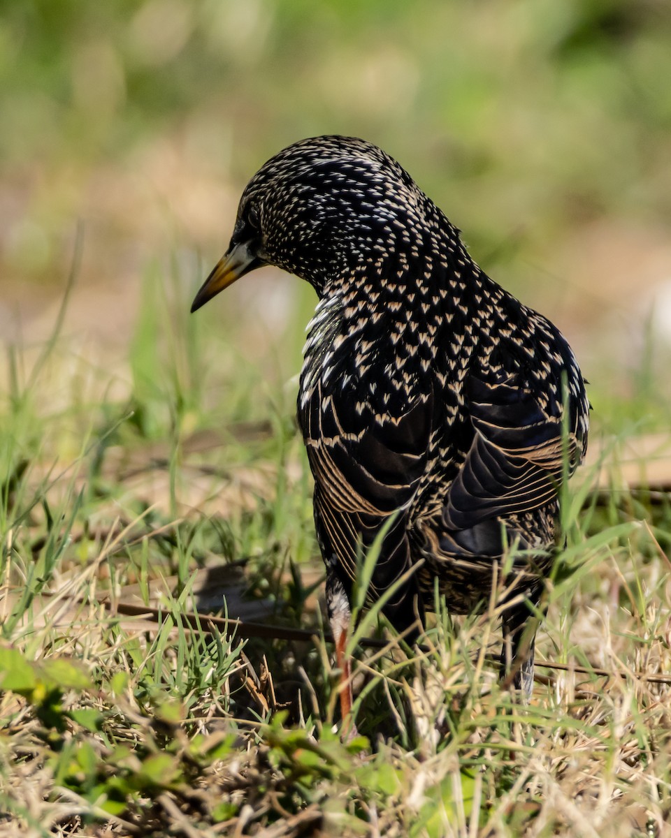 European Starling - ML645526203