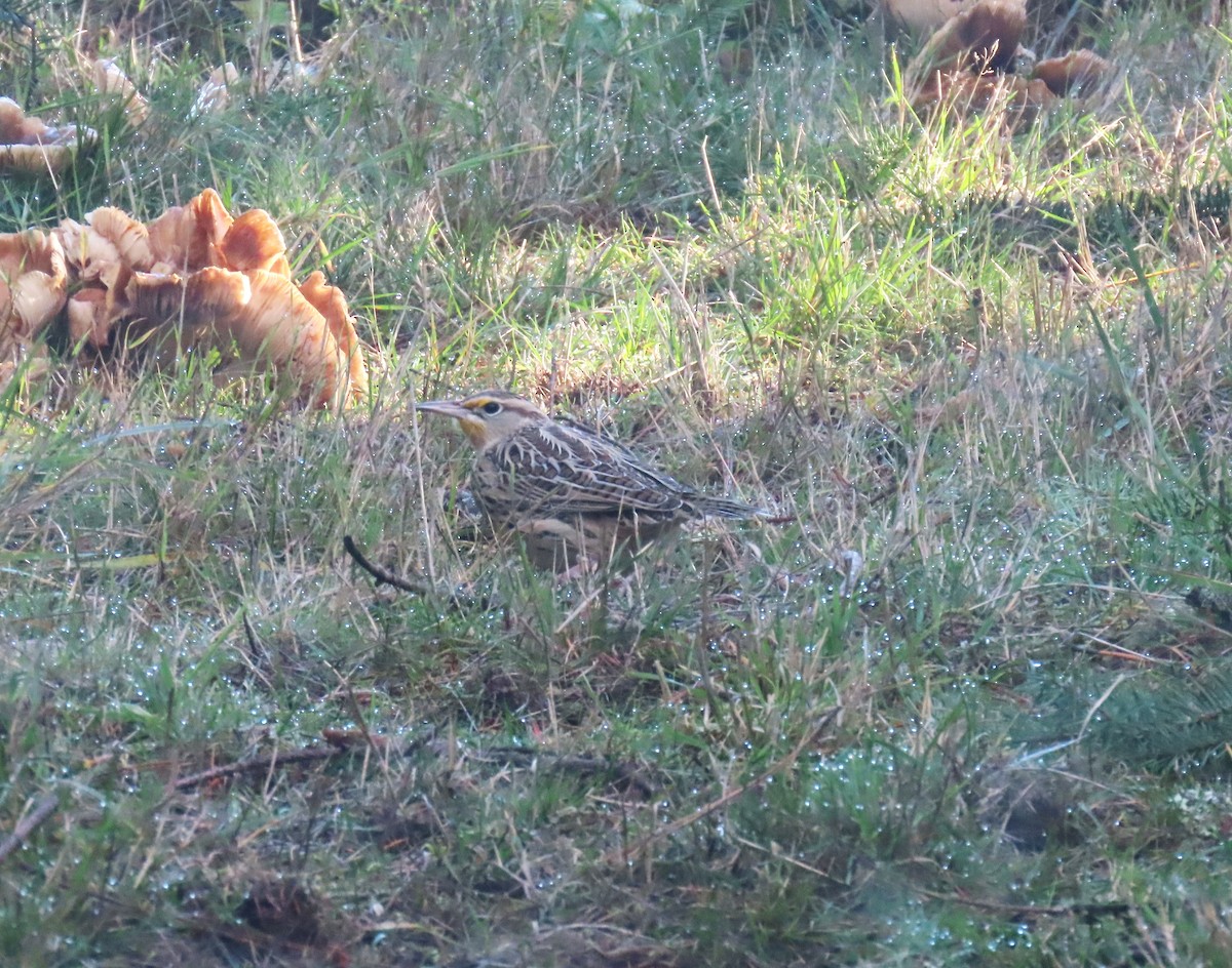 Western Meadowlark - ML645526210
