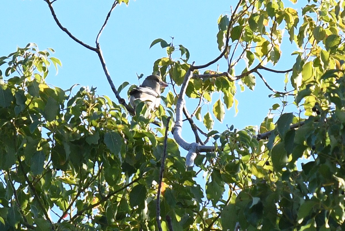 Hawfinch - ML645526214