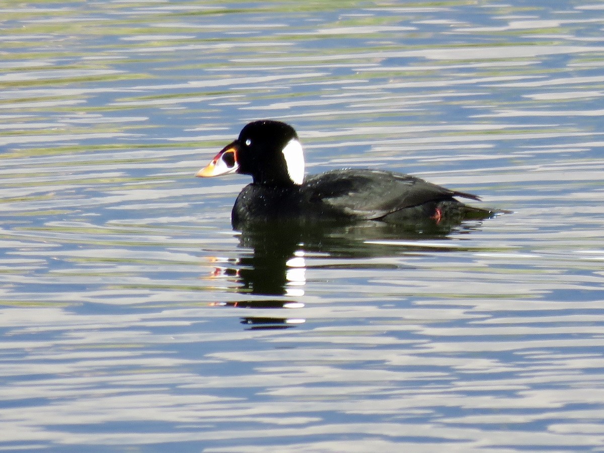 Surf Scoter - ML645526235