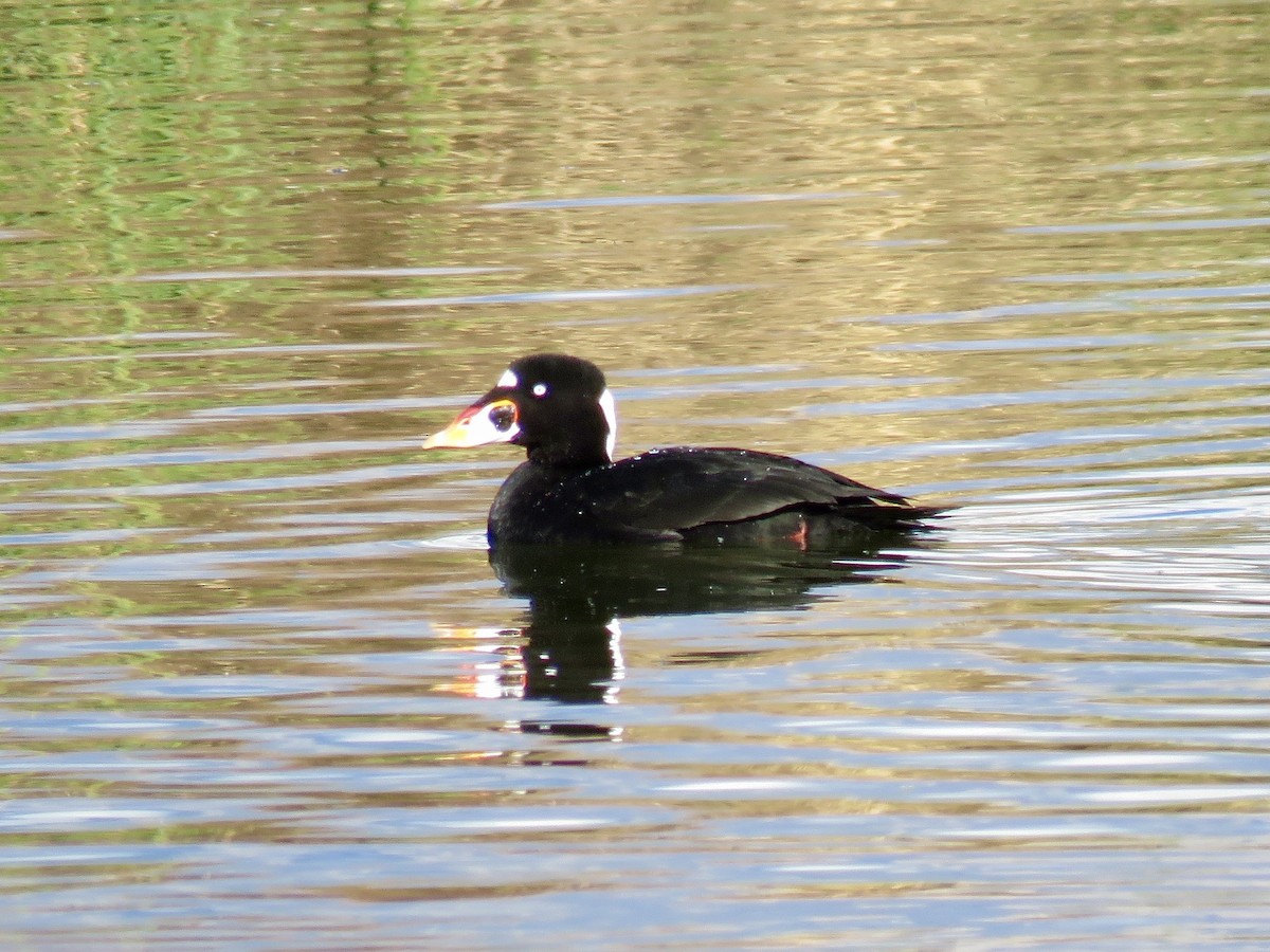 Surf Scoter - ML645526236