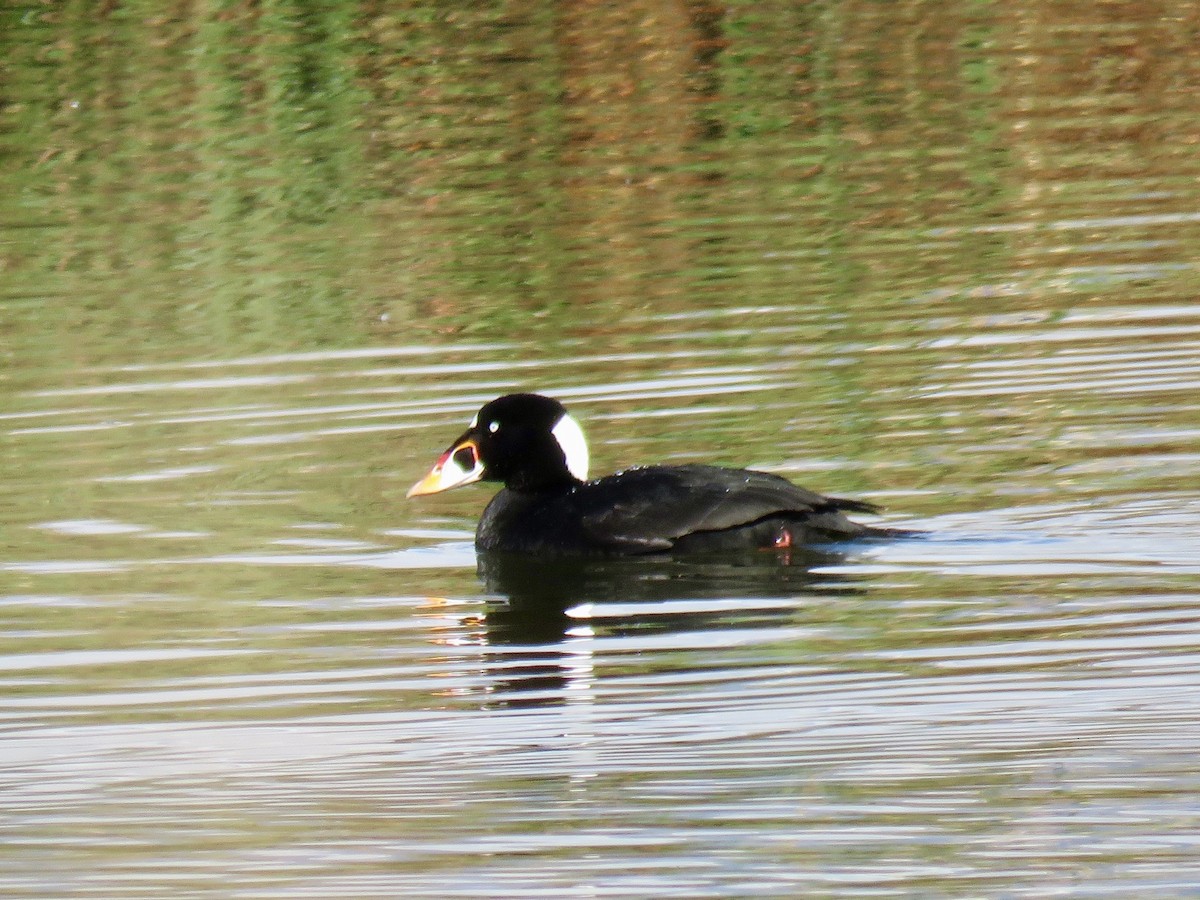 Surf Scoter - ML645526237