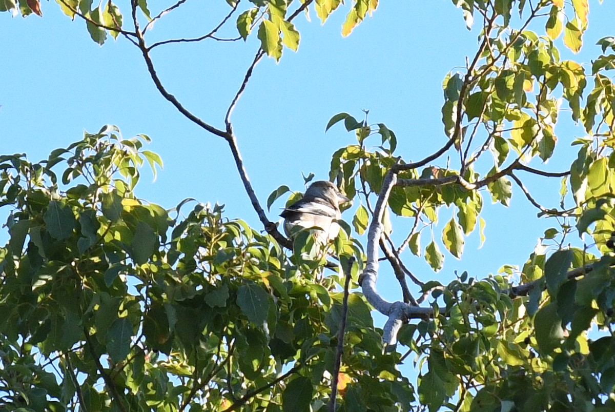 Hawfinch - ML645526239