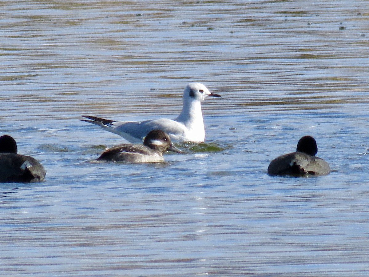 Bonaparte's Gull - ML645526246