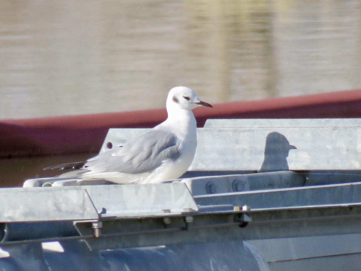 Bonaparte's Gull - ML645526247