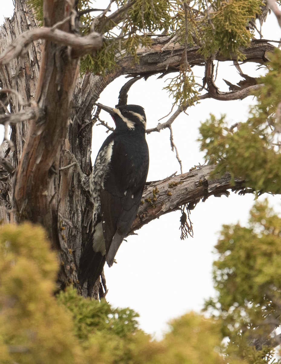 Williamson's Sapsucker - ML645526248