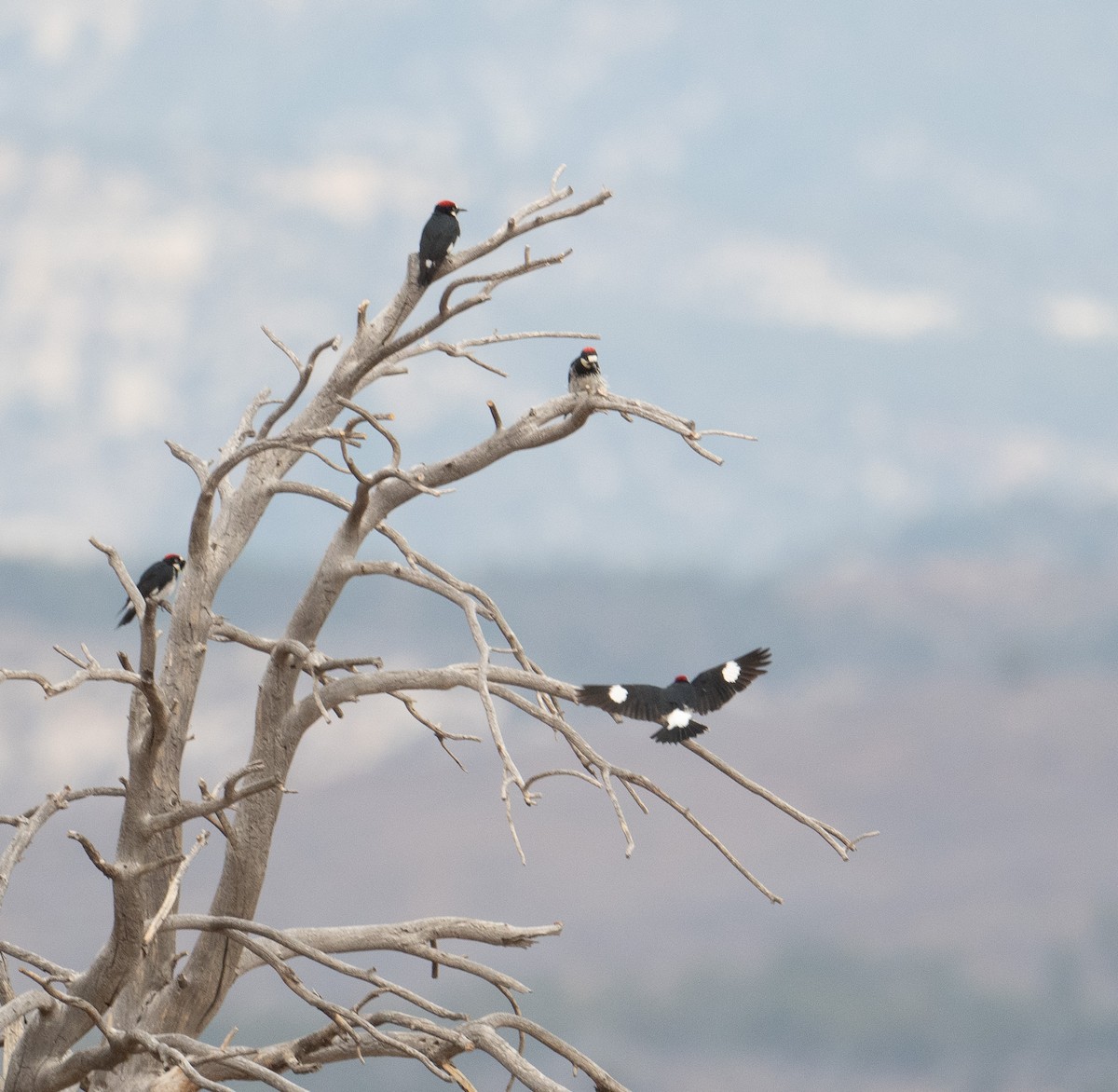Acorn Woodpecker - ML645526253
