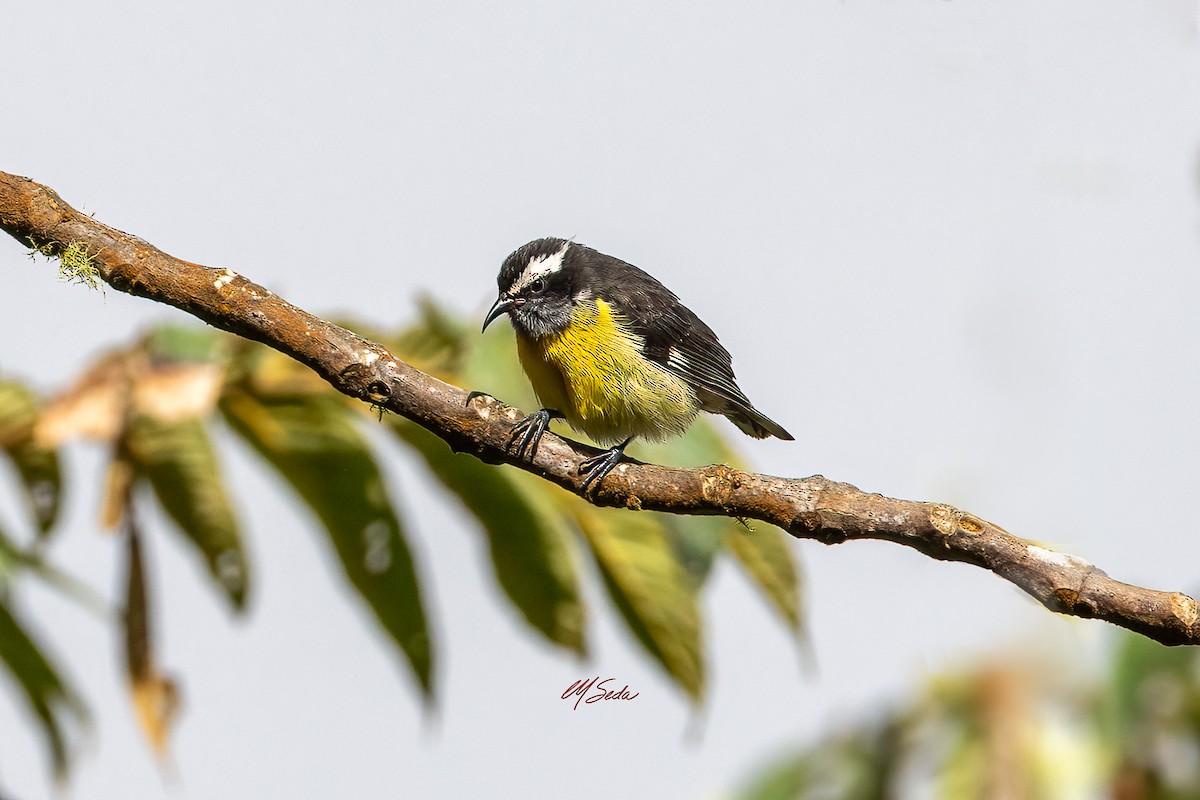 Sucrier à ventre jaune - ML645526254