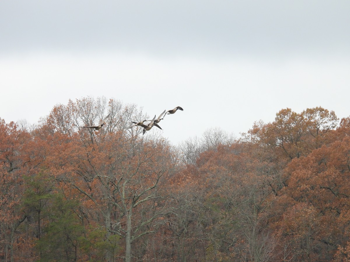 Barnacla Canadiense Grande - ML645526262