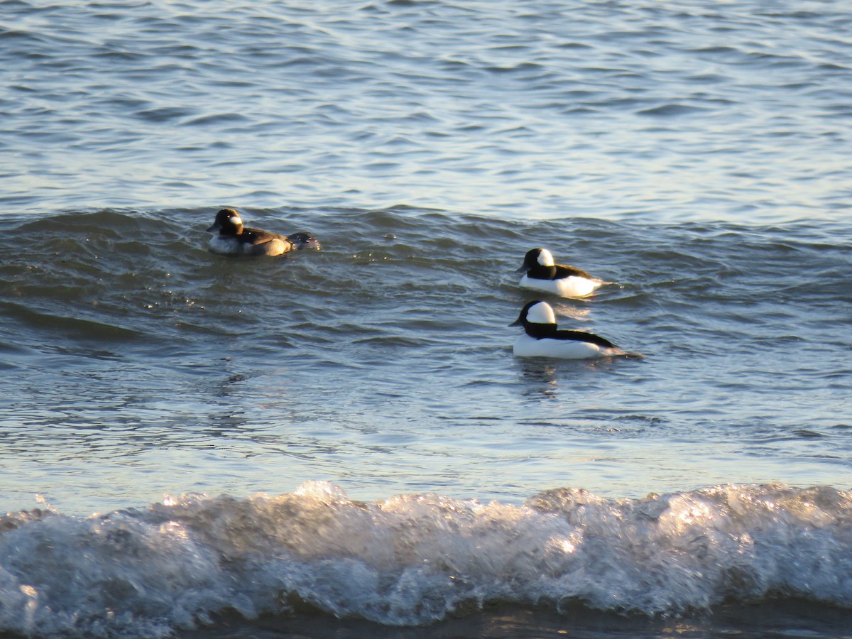 Porrón Albeola - ML645526264