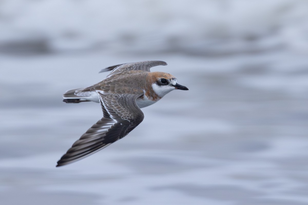 Chorlitejo Mongol - ML645526266