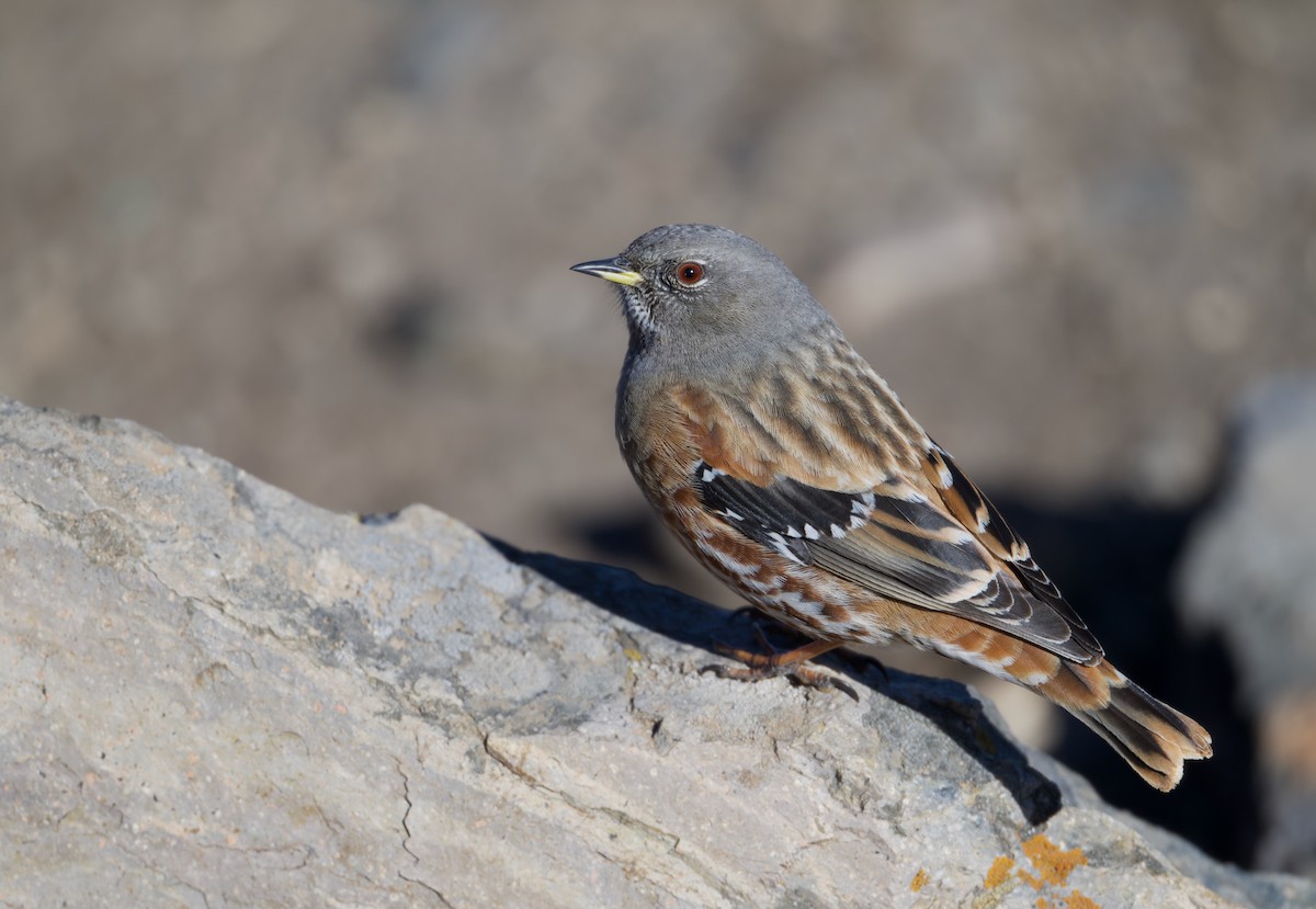 Acentor Alpino - ML645526268