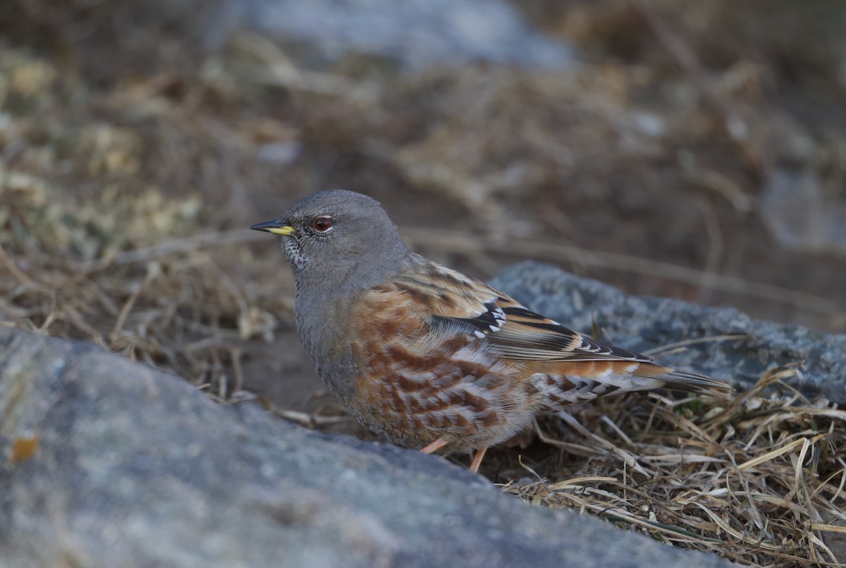 Acentor Alpino - ML645526269