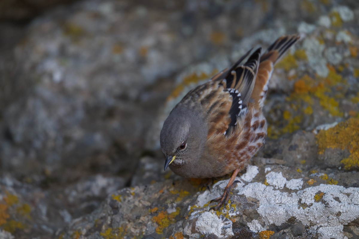 Acentor Alpino - ML645526271