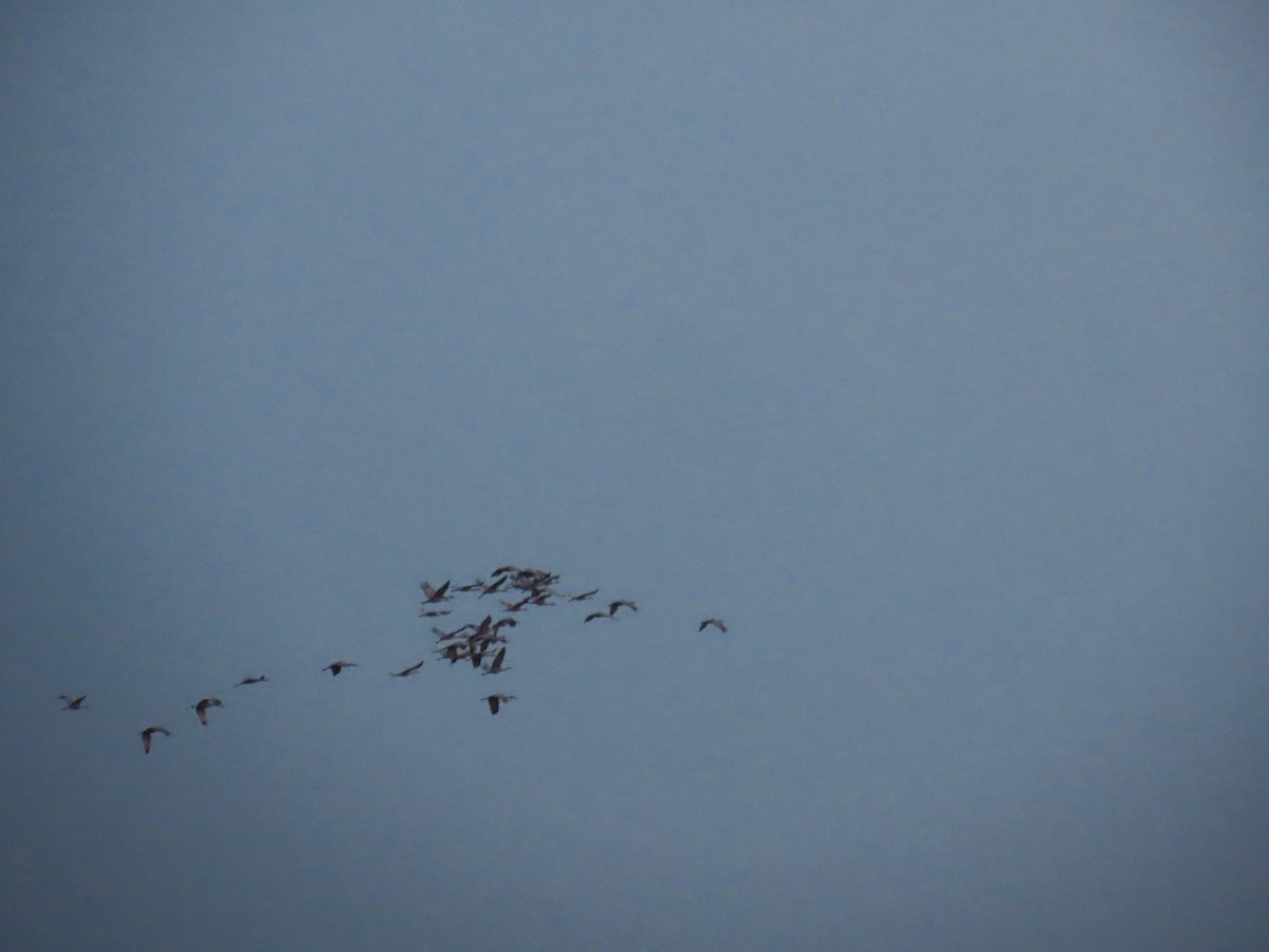 Grulla Canadiense - ML645526274