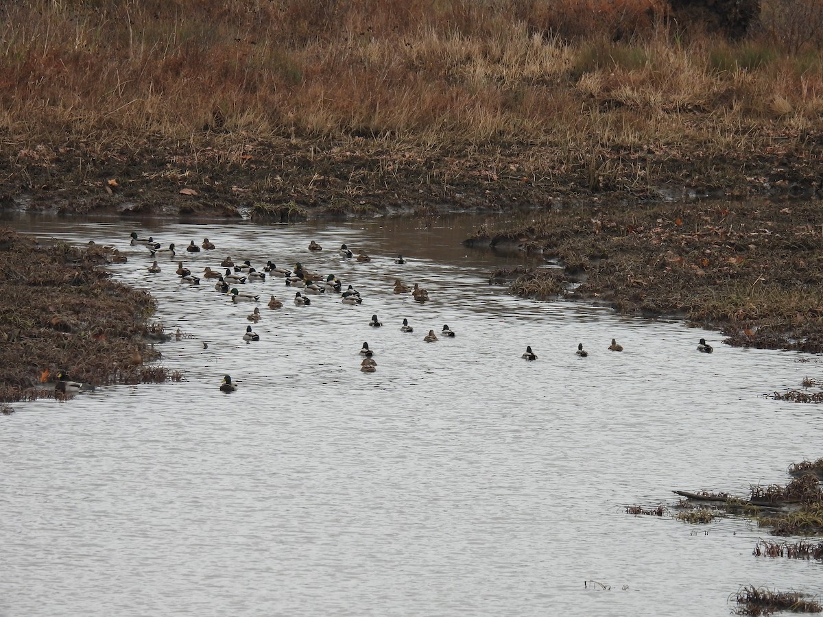 Ánade Azulón - ML645526275