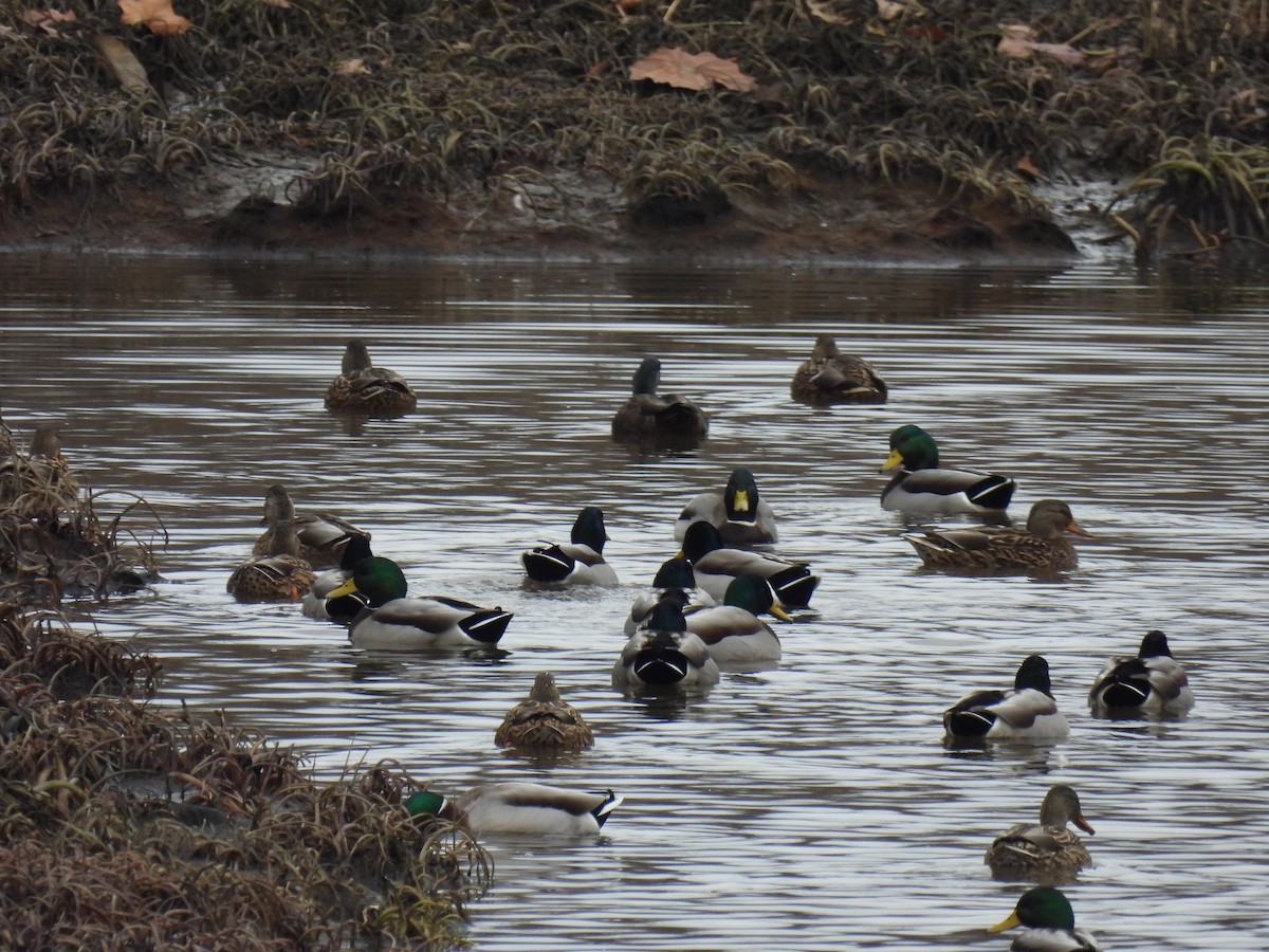 Ánade Azulón - ML645526276