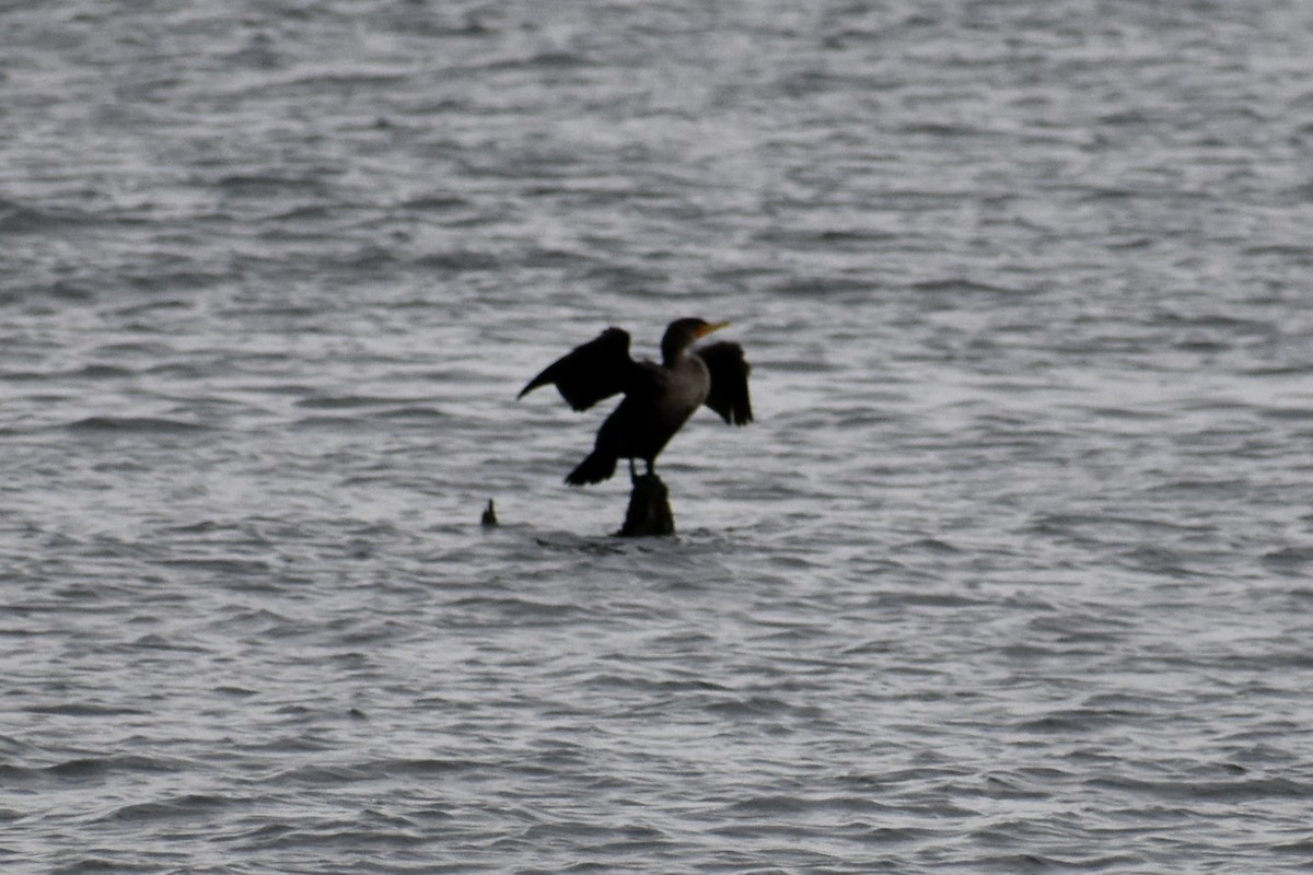 Cormorán Orejudo - ML645526277