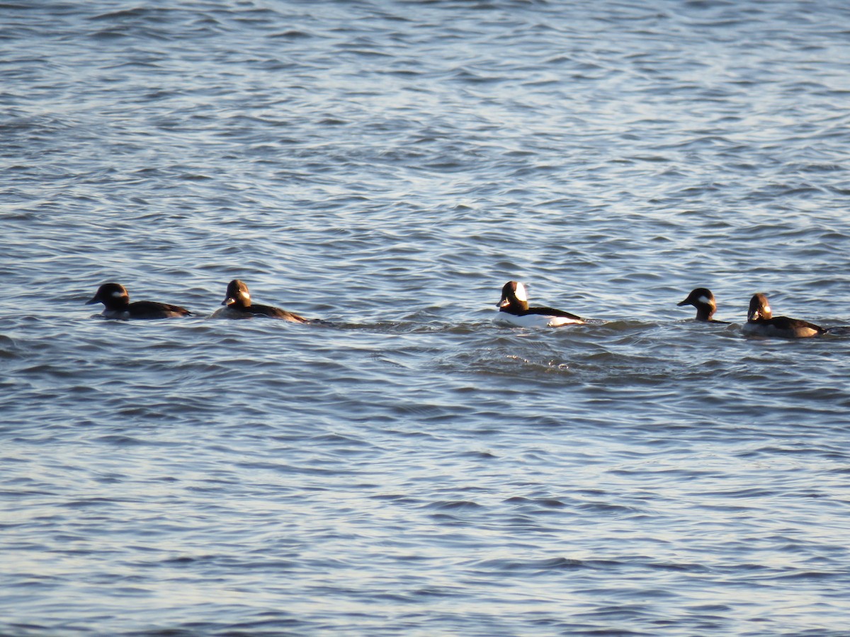 Porrón Albeola - ML645526278