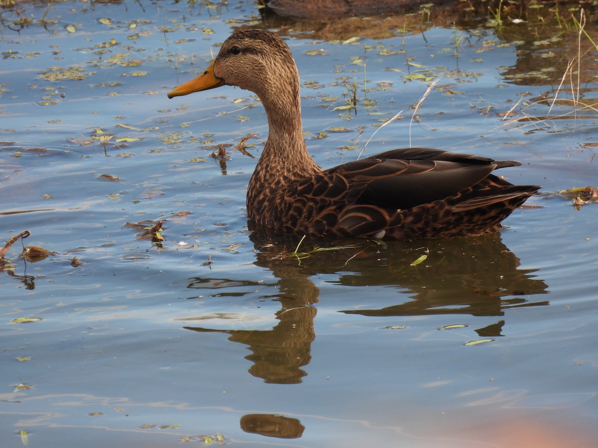 Ánade Mexicano - ML645526279