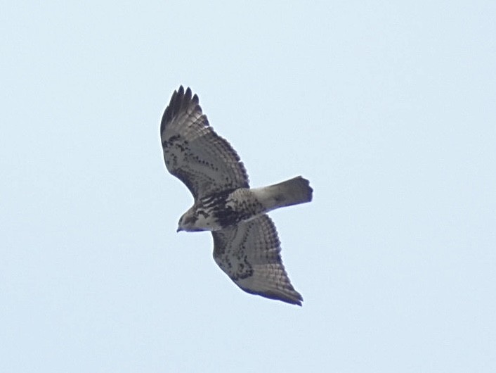 Busardo Colirrojo - ML645526281