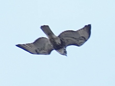 Busardo Colirrojo - ML645526282