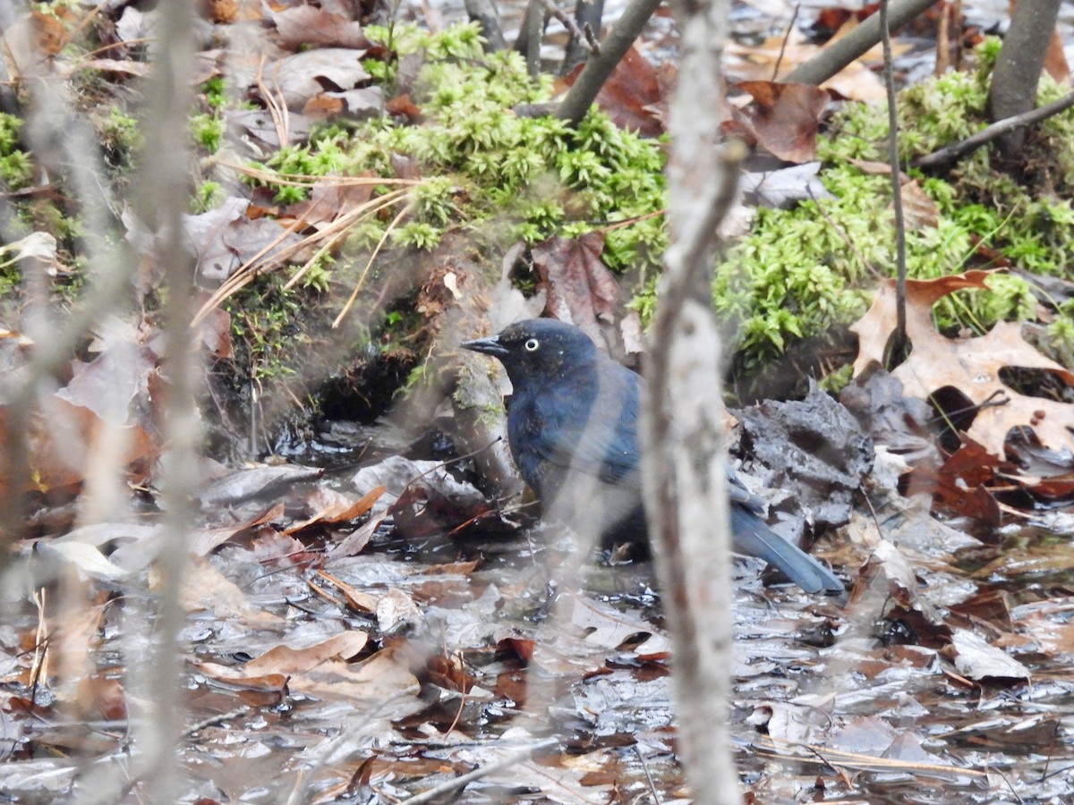 Zanate Canadiense - ML645526283