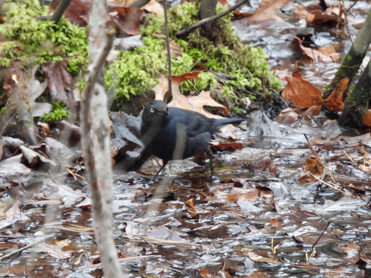 Zanate Canadiense - ML645526284