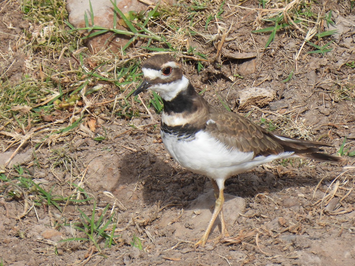 Chorlitejo Culirrojo - ML645526287