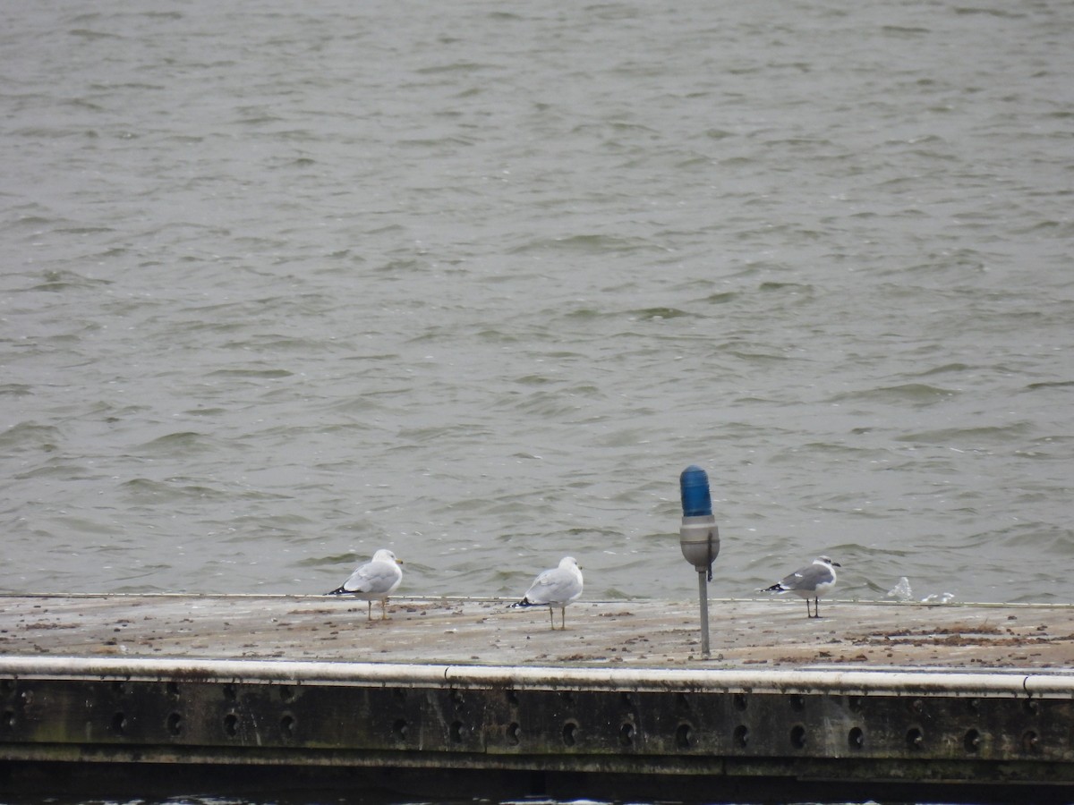 Gaviota Guanaguanare - ML645526288