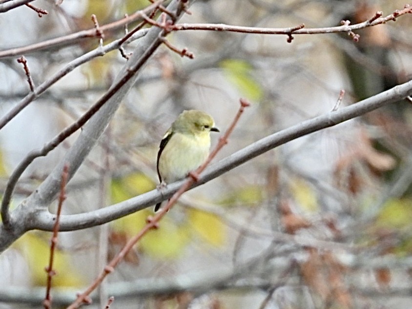 Jilguero Yanqui - ML645526289