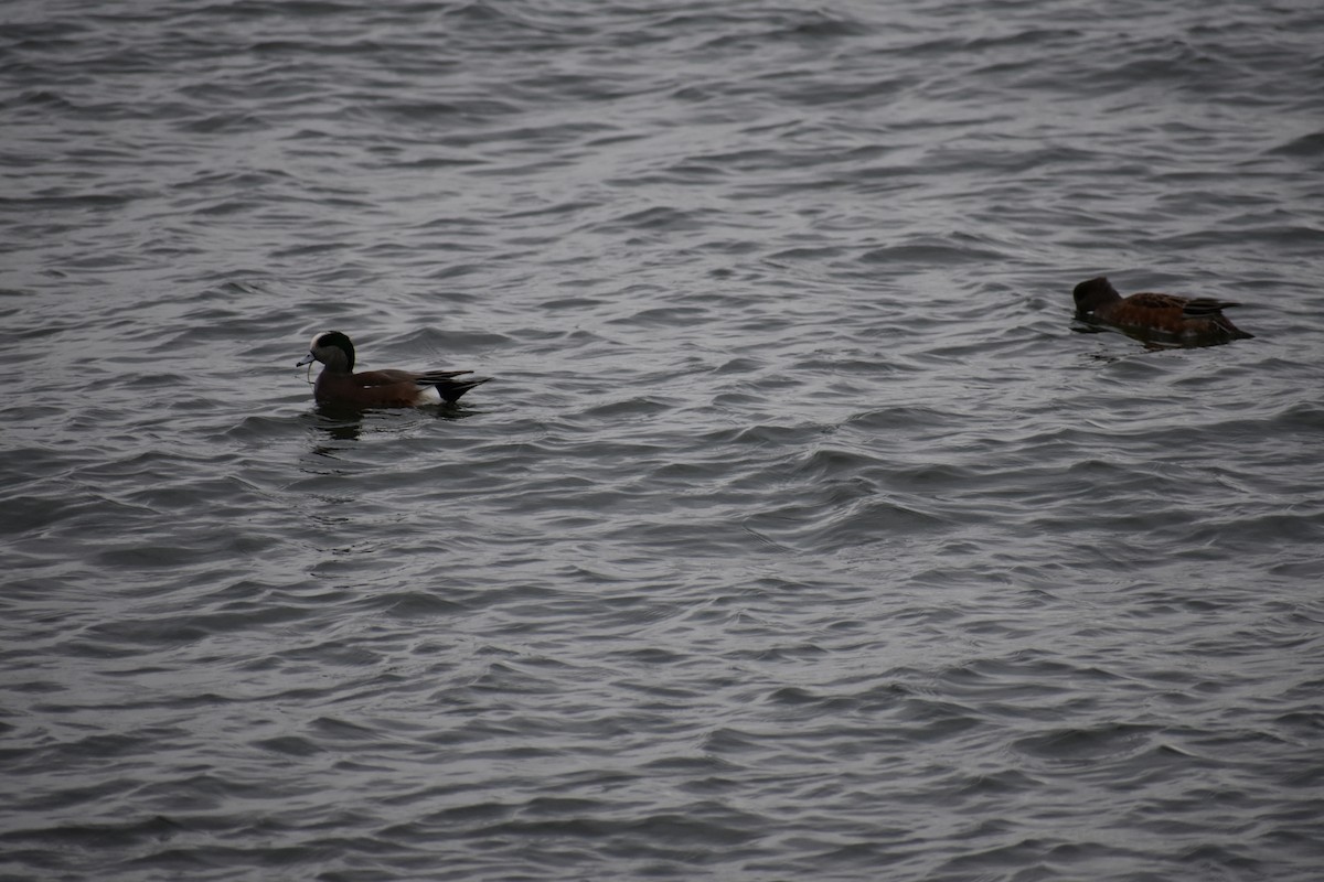 Silbón Americano - ML645526290