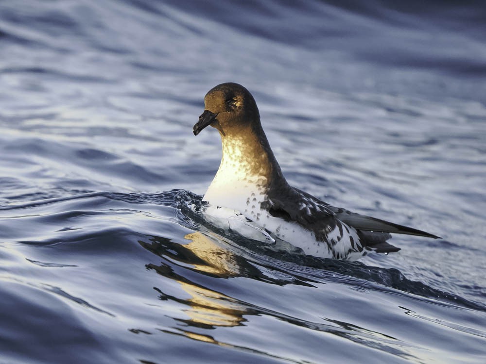 Pardela Gorjiblanca - ML645526291