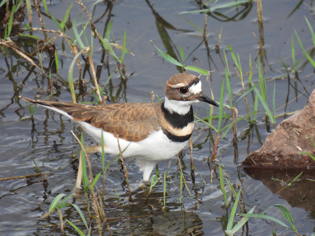 Chorlitejo Culirrojo - ML645526293