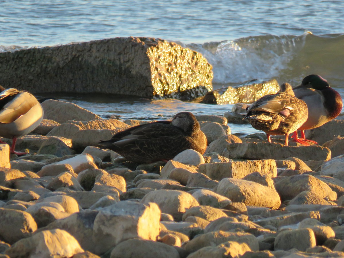 Ánade Azulón x Sombrío (híbrido) - ML645526294