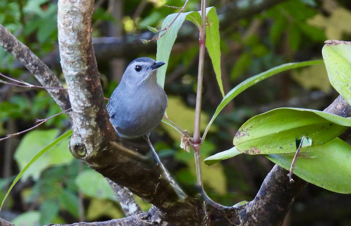 ימימן אמריקני - ML645526301
