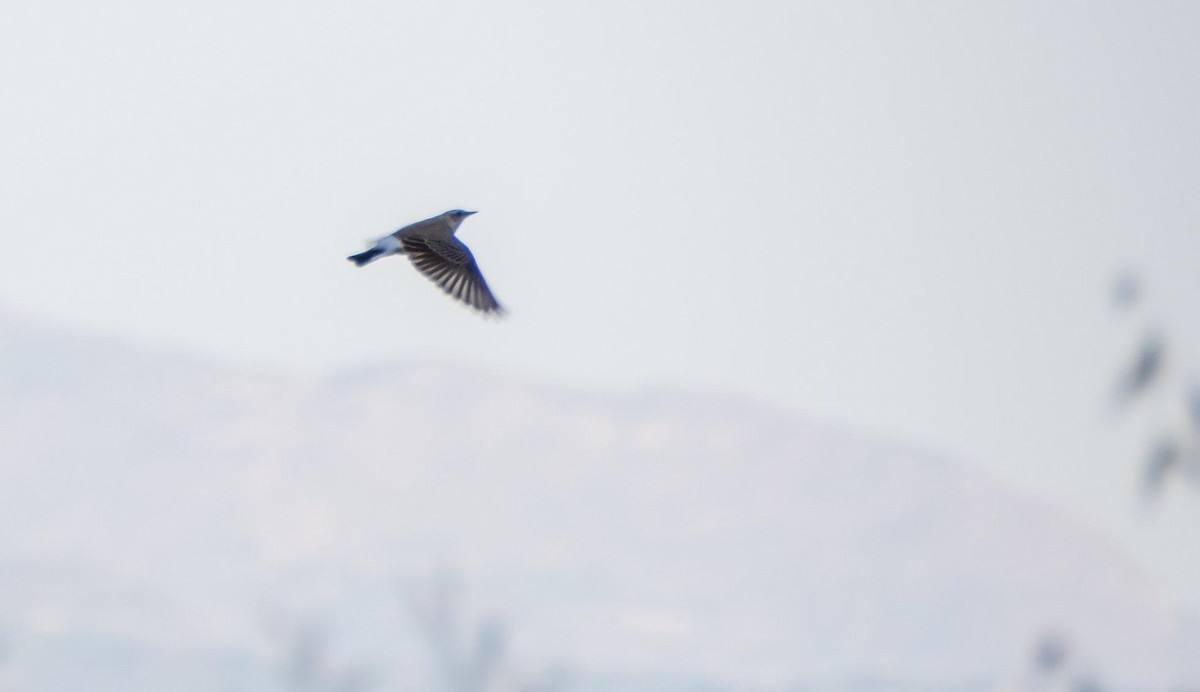 Northern Wheatear - ML645526302