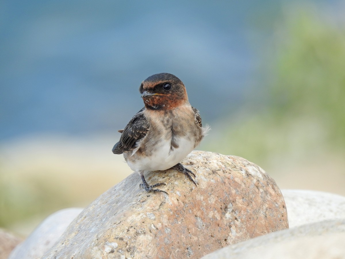 Cliff Swallow - Mary Rumple