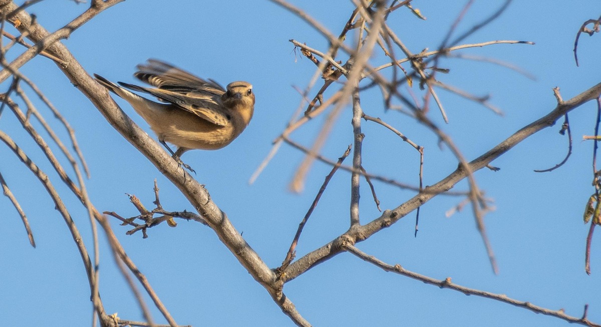 Northern Wheatear - ML645526310