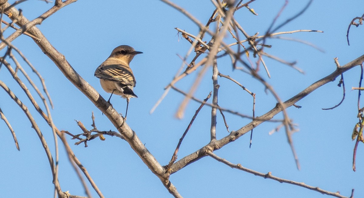 Northern Wheatear - ML645526311