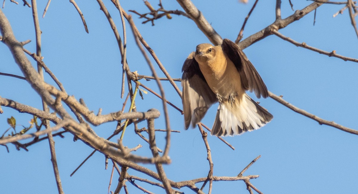 Northern Wheatear - ML645526312