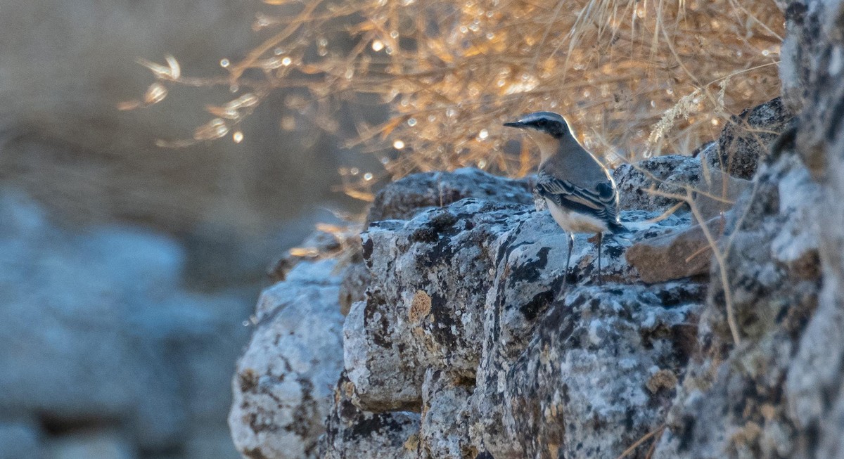 Northern Wheatear - ML645526314