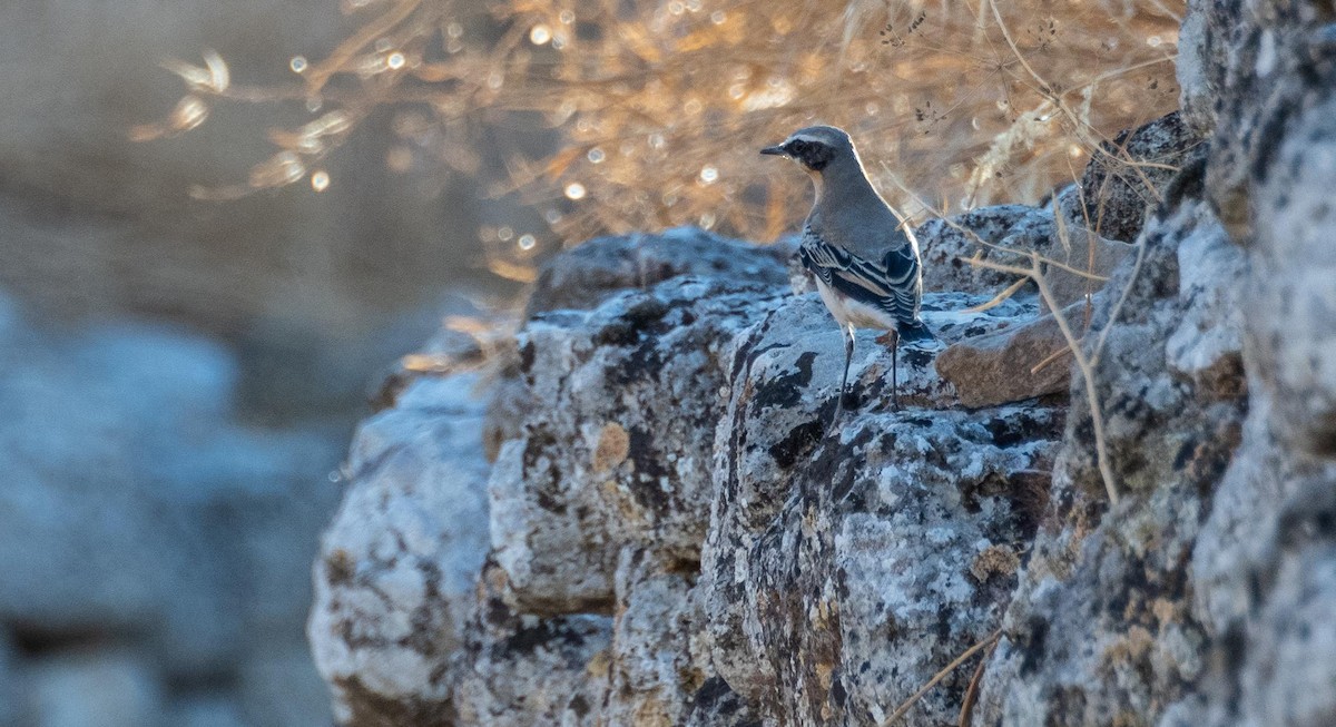 Northern Wheatear - ML645526315