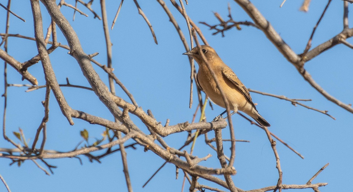 Northern Wheatear - ML645526316
