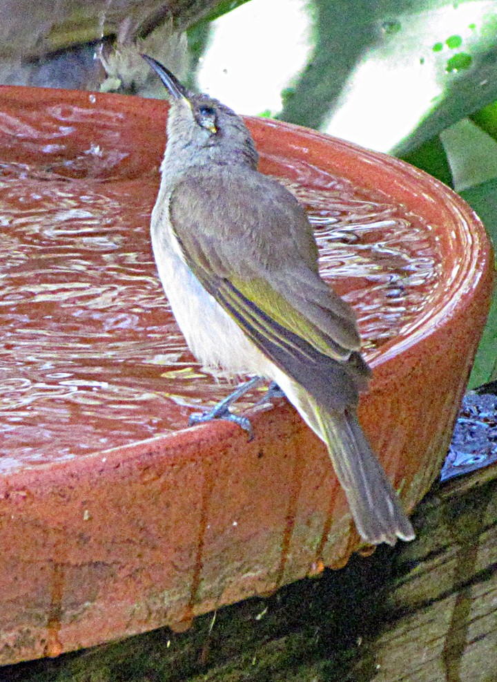 Brown Honeyeater - ML645526323